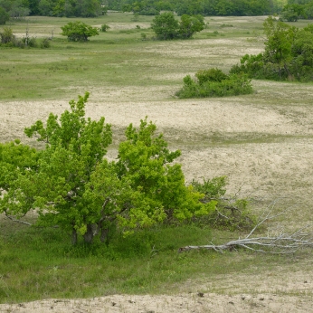 Delta Dunării